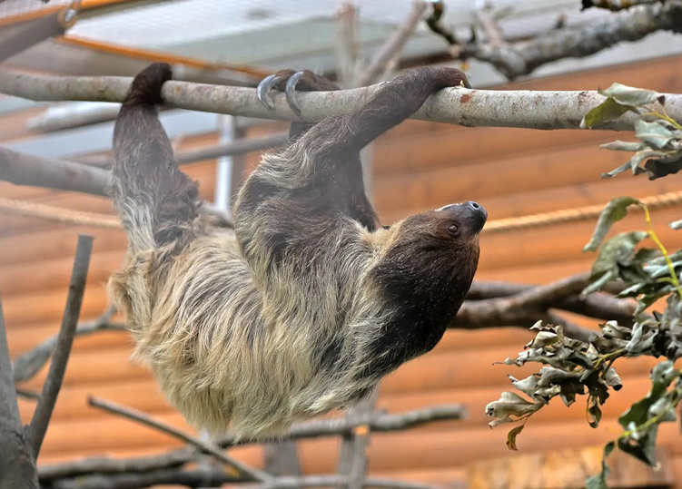    Двупалый ленивец Соня. Ей 25 лет. Фото предоставлено Ленинградским зоопарком