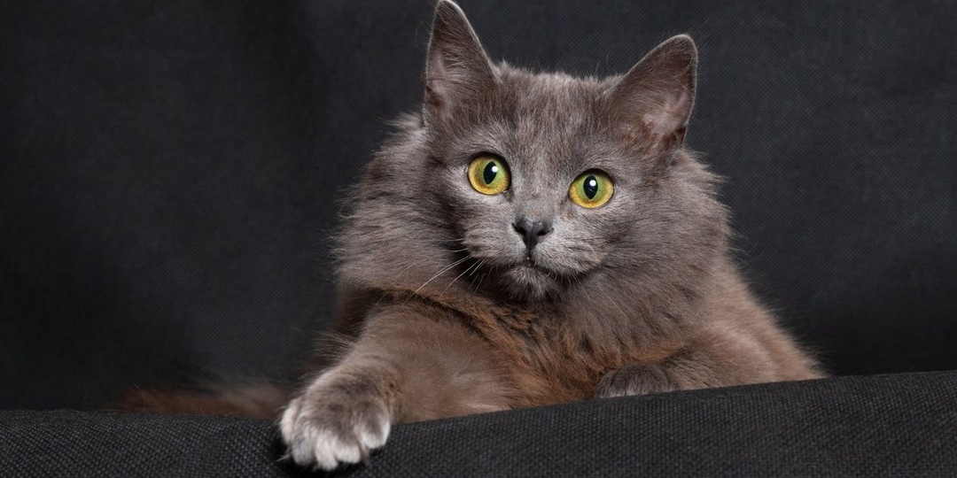 У кошки лысеют уши: причины и лечение