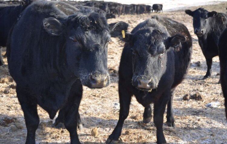    Фото: Минсельхоз Забайкальского края