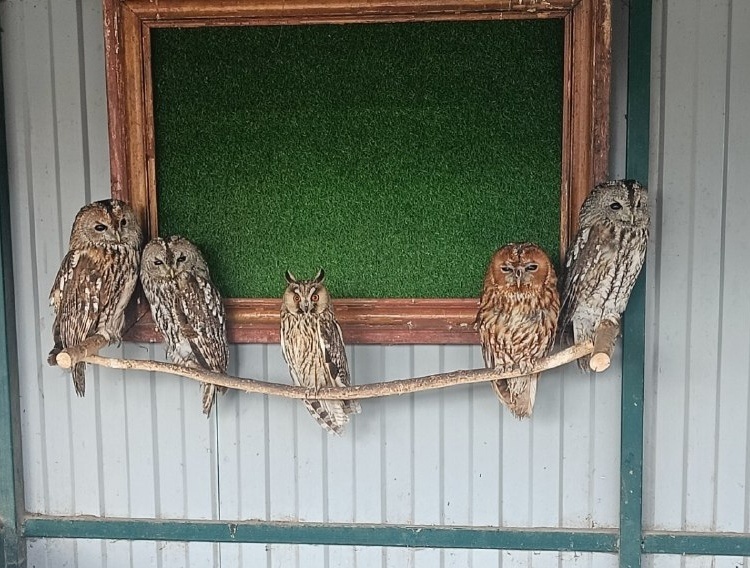     6 контуженных в приграничье сов нашли новый дом в Курчатове