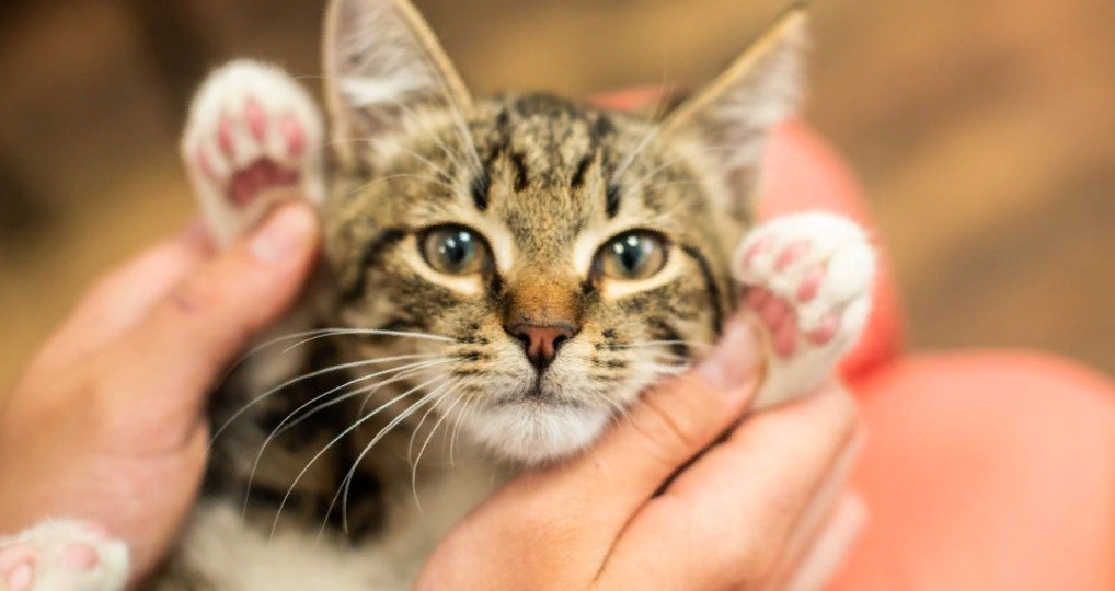 😺 Беспородные кошки: в чём их сила и почему их выбирают чаще породистых