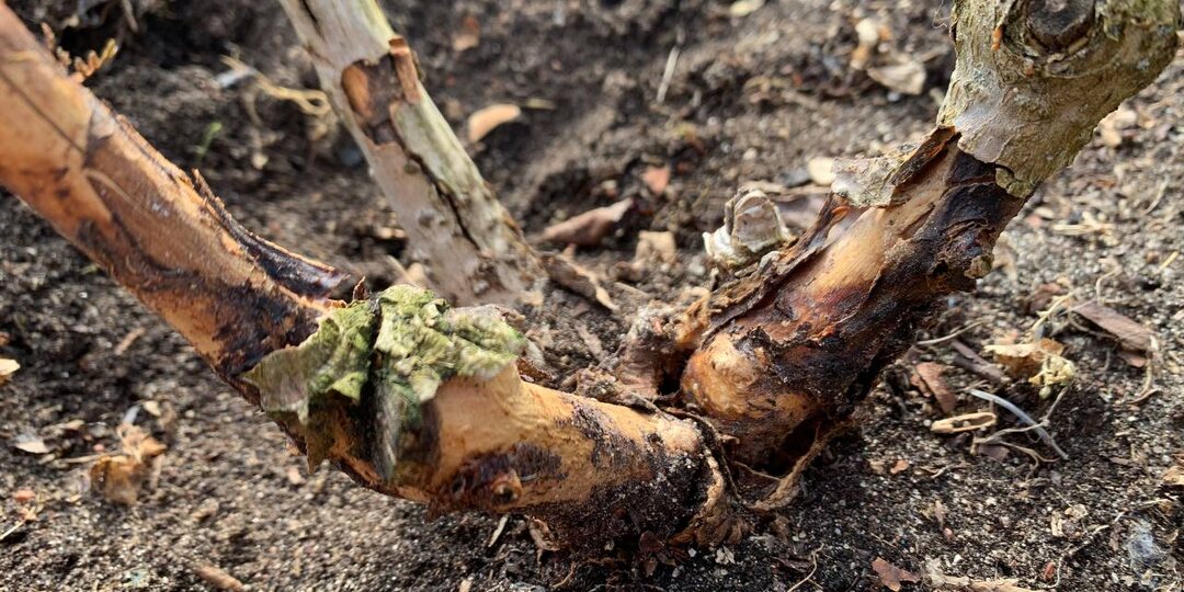 Как спасти метельчатые гортензии, если весной лопнула кора: инструкция