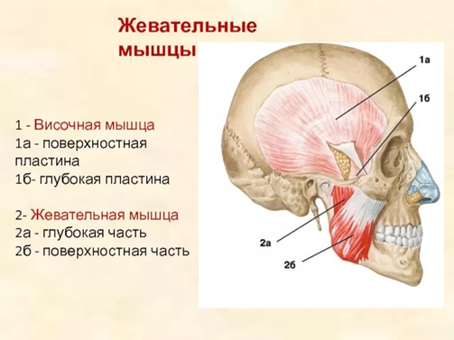 Картинка из сети интернет