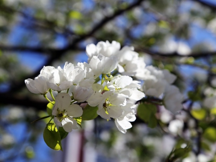     Весна вступила в свои права в Омске. Фото: ИА OmskMedia