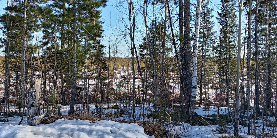 Первые проталины, новая нора, а елочку спасать пора.