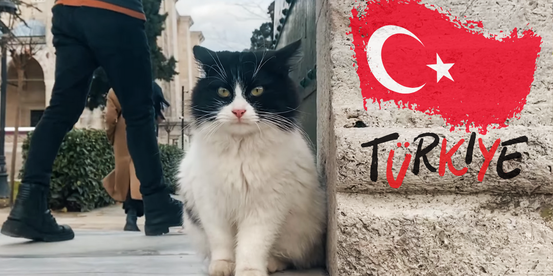 Цены на отдых в Турции взлетят в 2026-м? Как и почему это произойдет и к чему готовиться