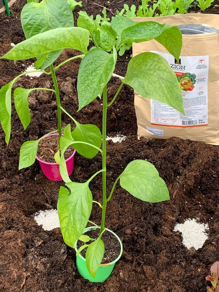 высадка рассады в открытый грунт