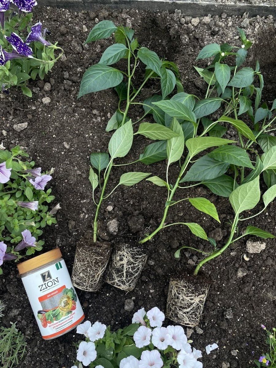 когда высаживать рассаду в грунт