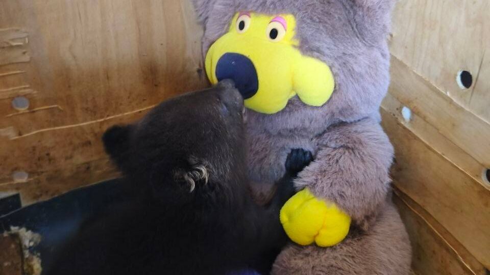 Двух брошенных гималайских медвежат нашли в коробке в Приморье