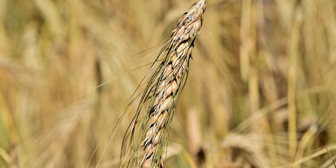 Минсельхоз предлагает изменить правила субсидирования приоритетных направлений