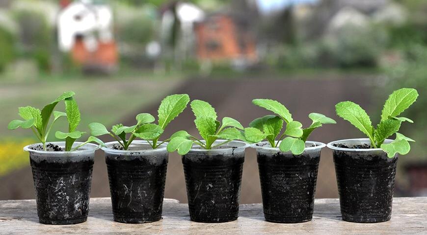 Яндекс. Картинки