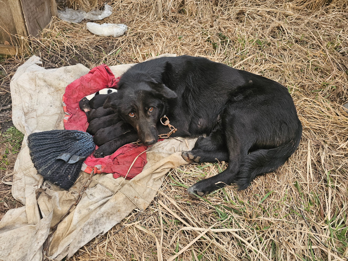 Фото автора. Мама собака и ее дети