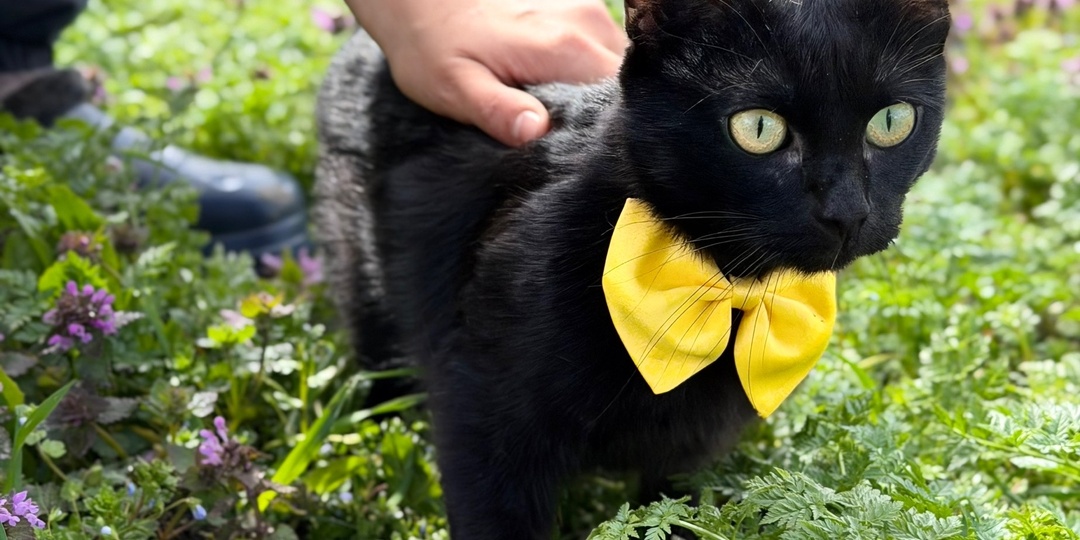 Багира очень ищет дом