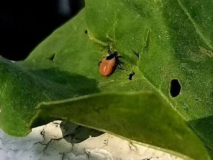     Закрытая одежда светлых оттенков поможет вовремя заметить насекомое. Фото: Архив МК в Великом Новгороде