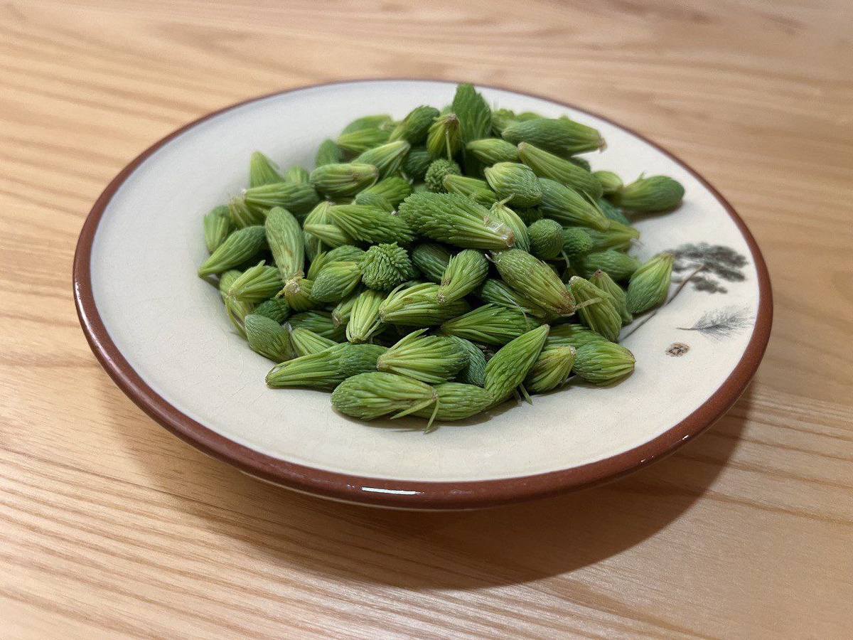 Свежесобранные еловые кисточки (кончики)