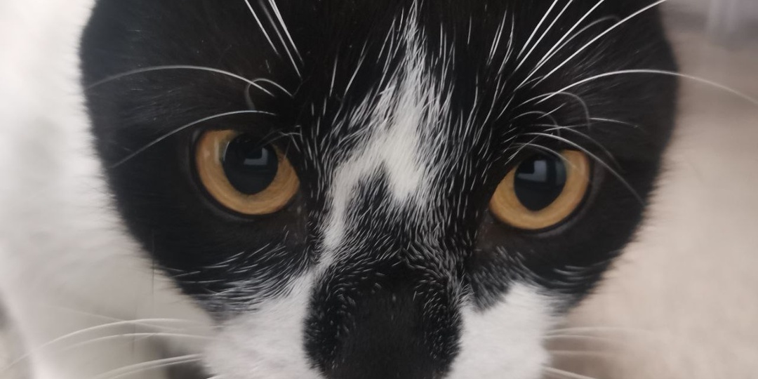 Примерно так #наш_кот_учёный Кузьма сегодня анализировал каждую присланную новость – и теперь гордится тем, что не переиграл, а уничтожил