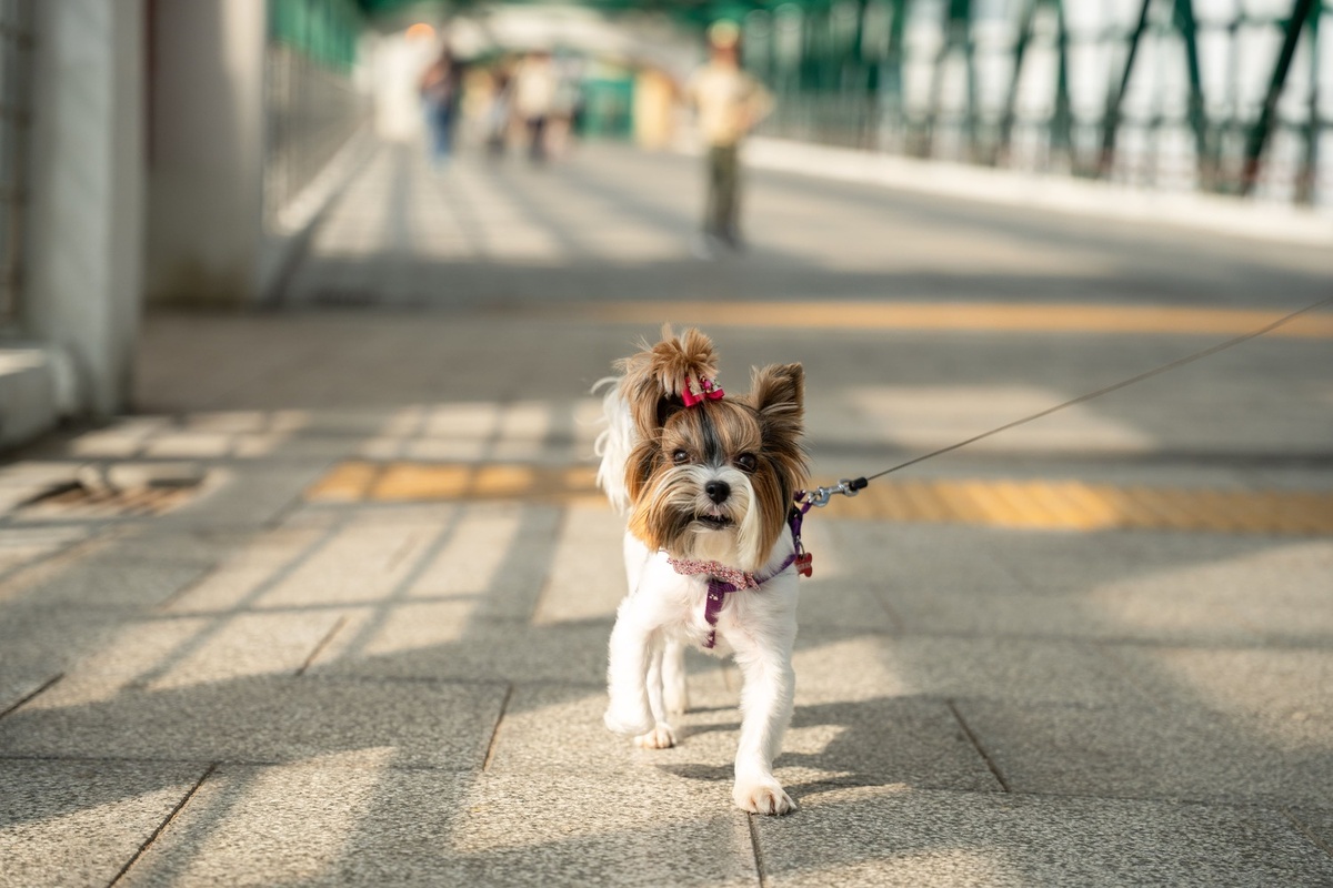В новом ГОСТе по благоустройству территорий для собак появились маршруты выгула и зоны для игр. Фото: Александр Плонский / «Питомцы».