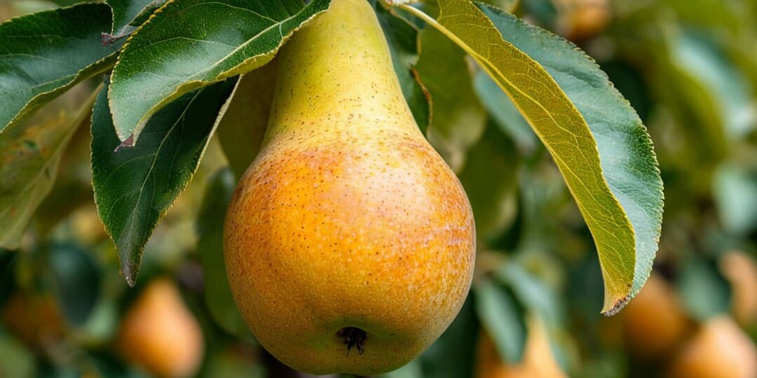 Груша: от саженца до урожая – все, что нужно знать!