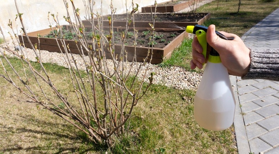 Как подготовить кусты смородины весной к богатому урожаю
