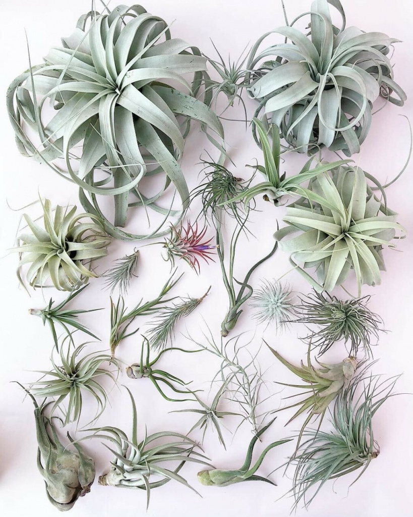 Тилландсия атмосферная