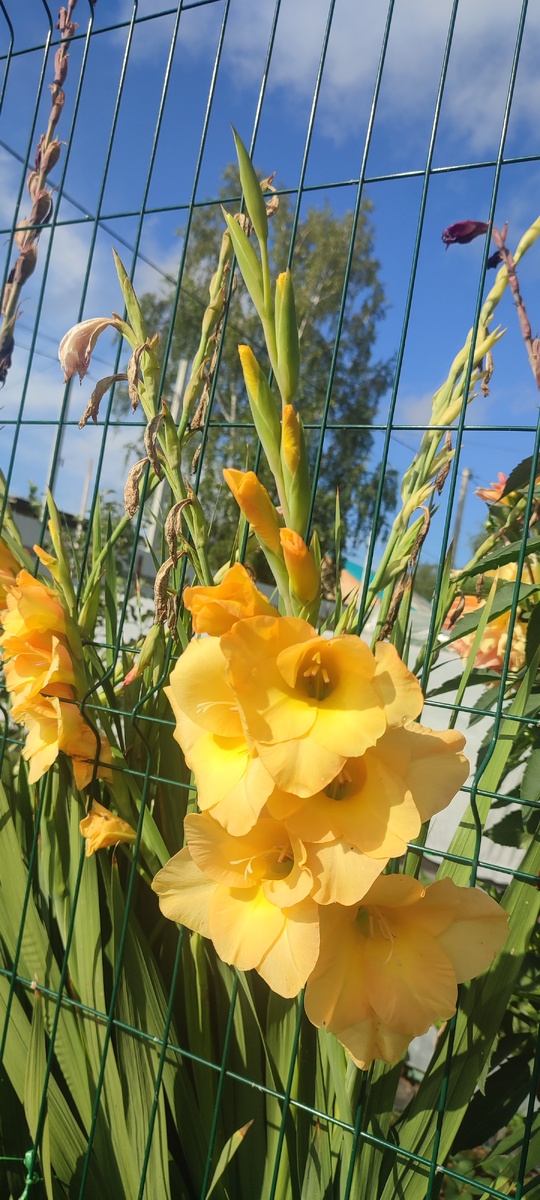 Мои гладиолусы в прошлом сезоне