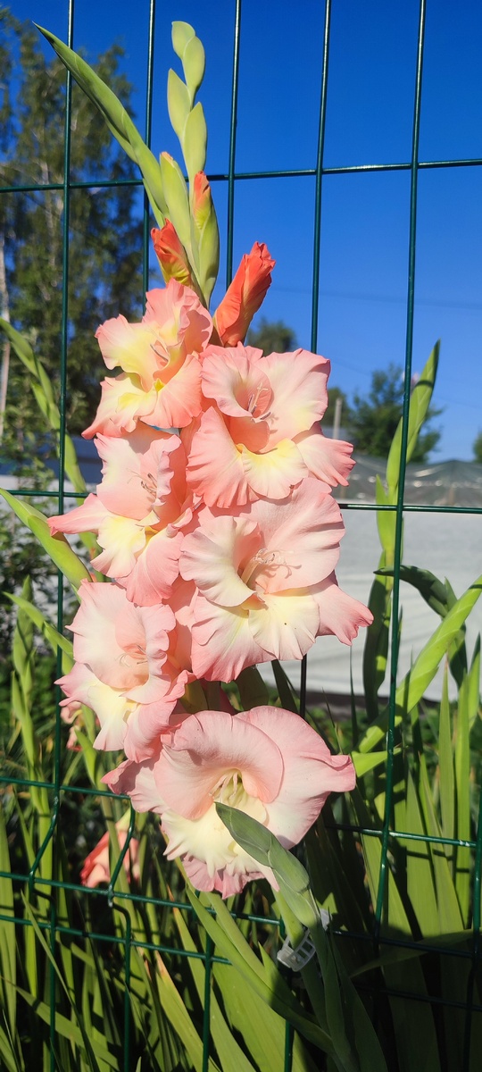 Это тоже гладиолусы из моей коллекции. Правда я ещё не смотрела, как у меня в этом году перезимовали луковицы... 