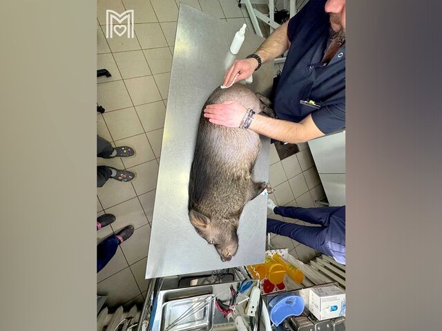    Фото: МАХ/"Моя ветклиника"