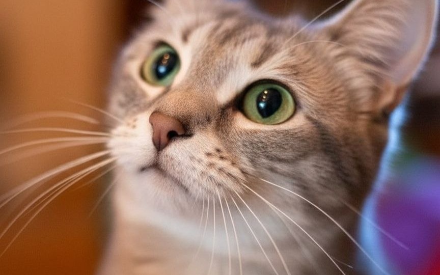 Мы изменили детство Лапочки, и теперь ищем для неё любящих маму и папу