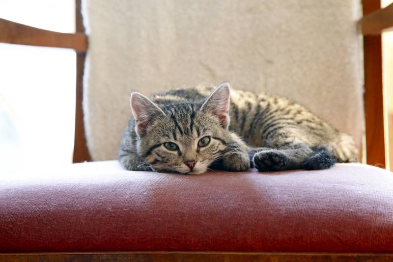 🐱 Как долго можно оставлять кошку одну и чтобы не волноваться за её здоровье и самочувствие