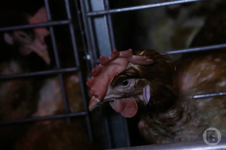    Фото: Дмитрий Рогулин / "Городские вести"