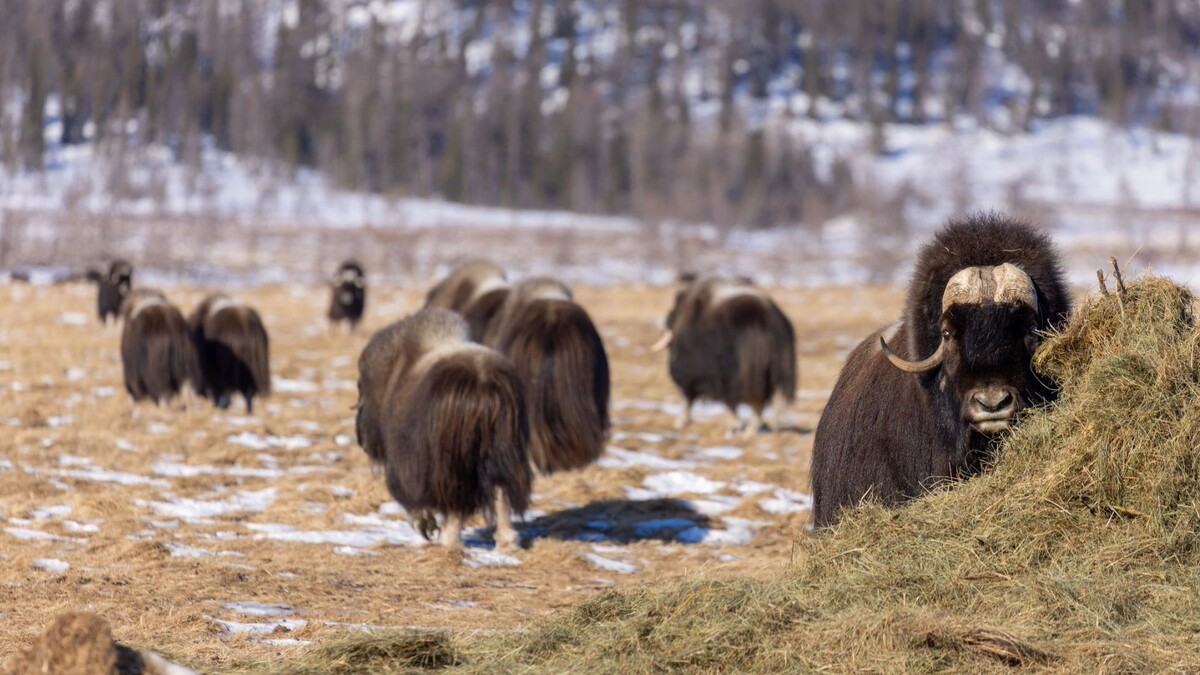    Фото: Федор Воронов / «Ямал-Медиа»