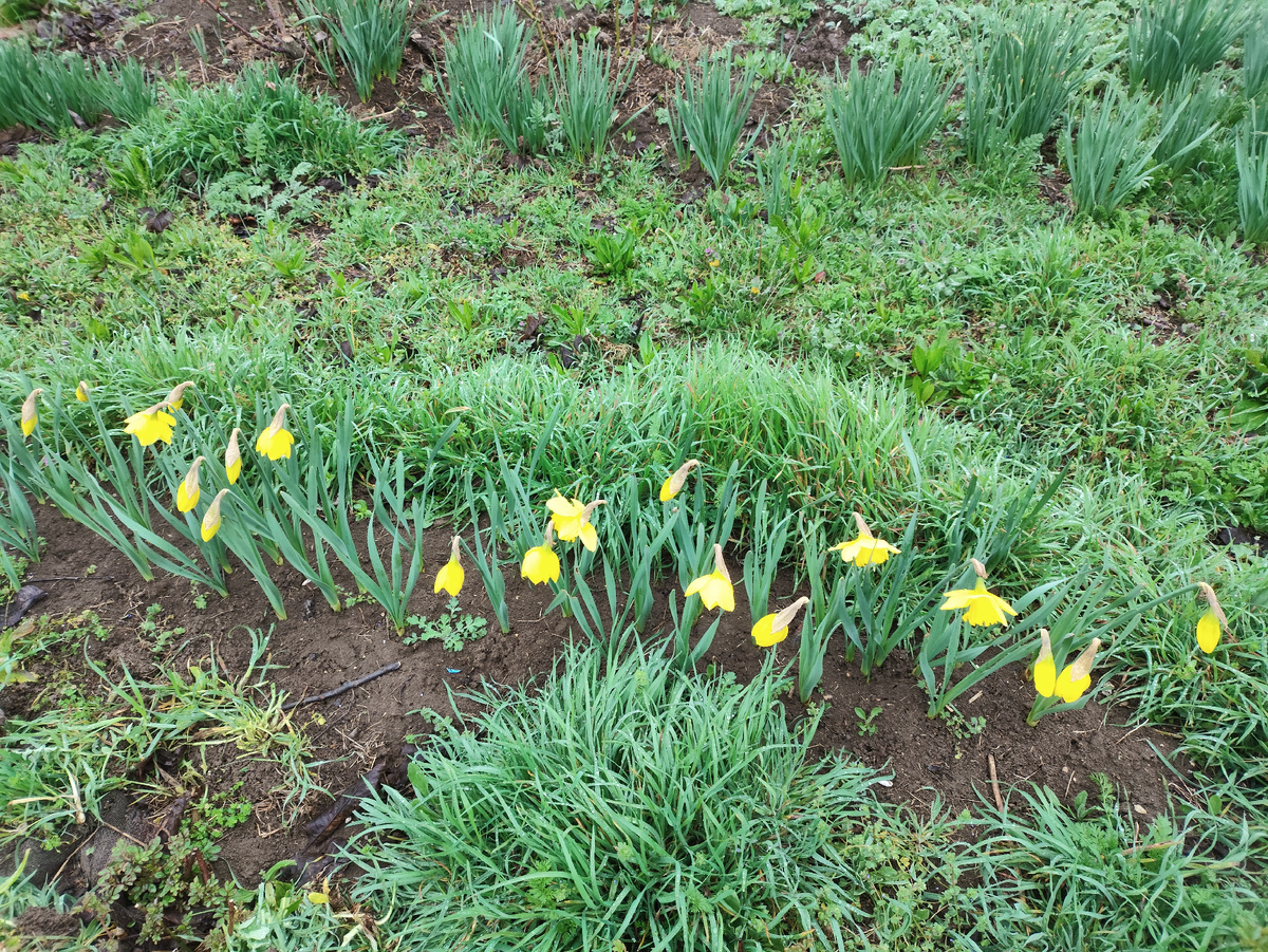 Грустные нарциссы