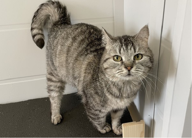 🐱 Сколько лет живут кошки и как продлить их счастливые годы