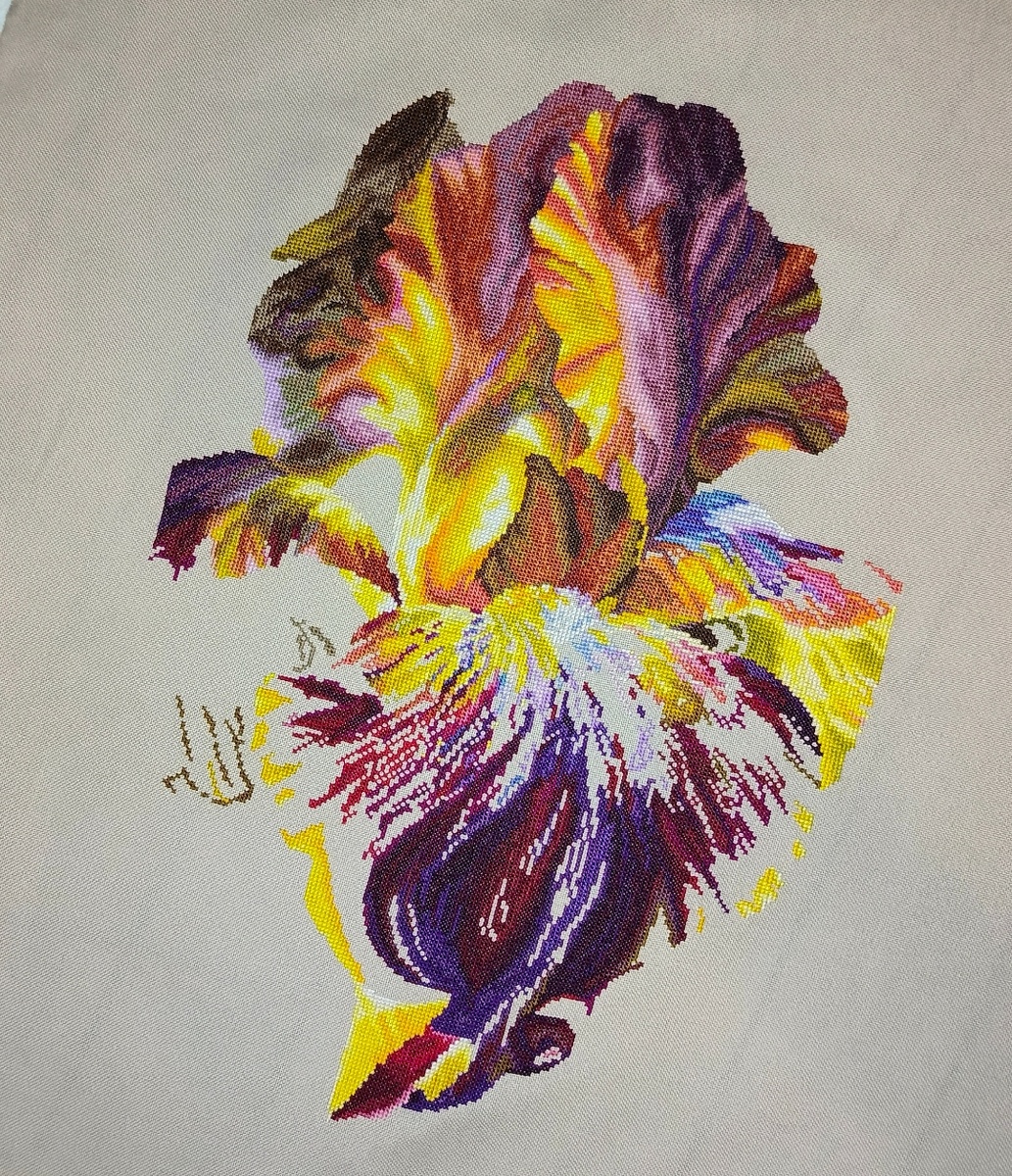 Ирис в начале марта 