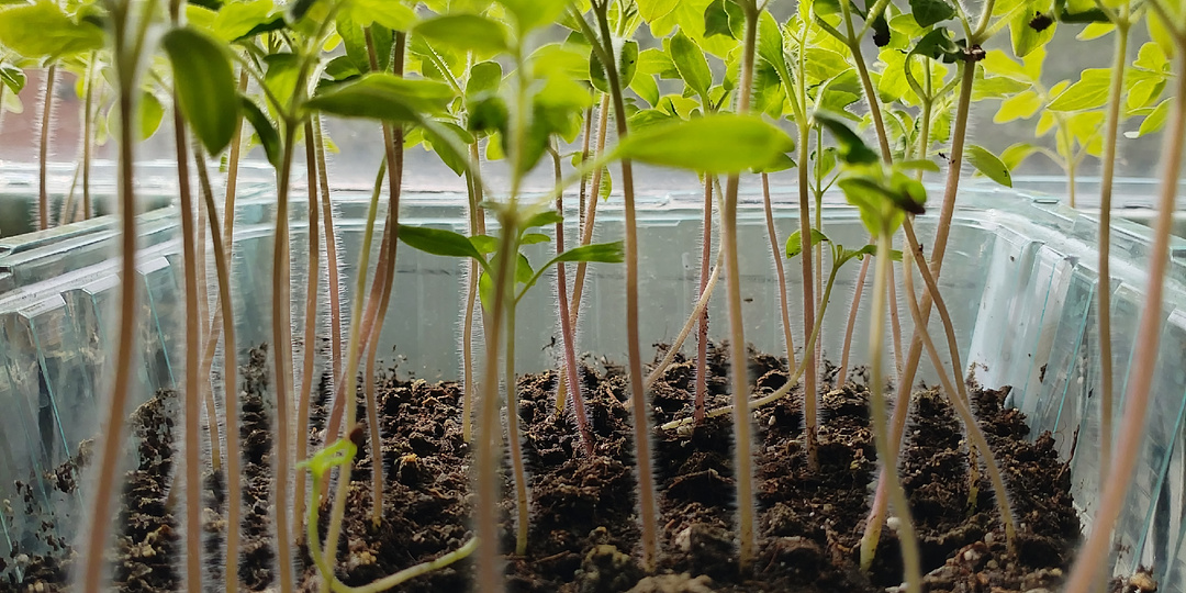 Почему вытянутая и худая рассада томатов?