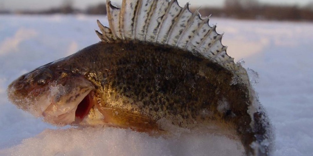 3 секрета трофейного ерша — забудьте навсегда слово «мусорная»