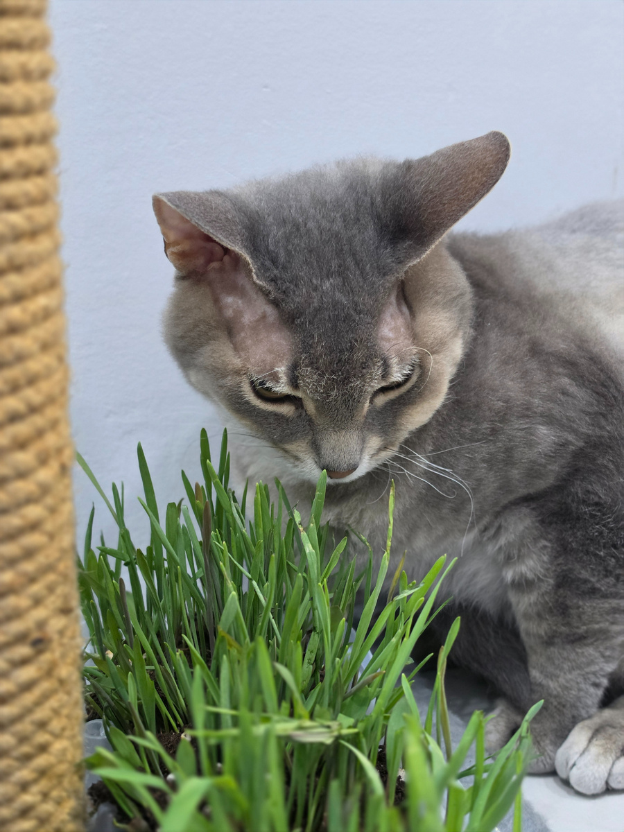 Локи ест траву