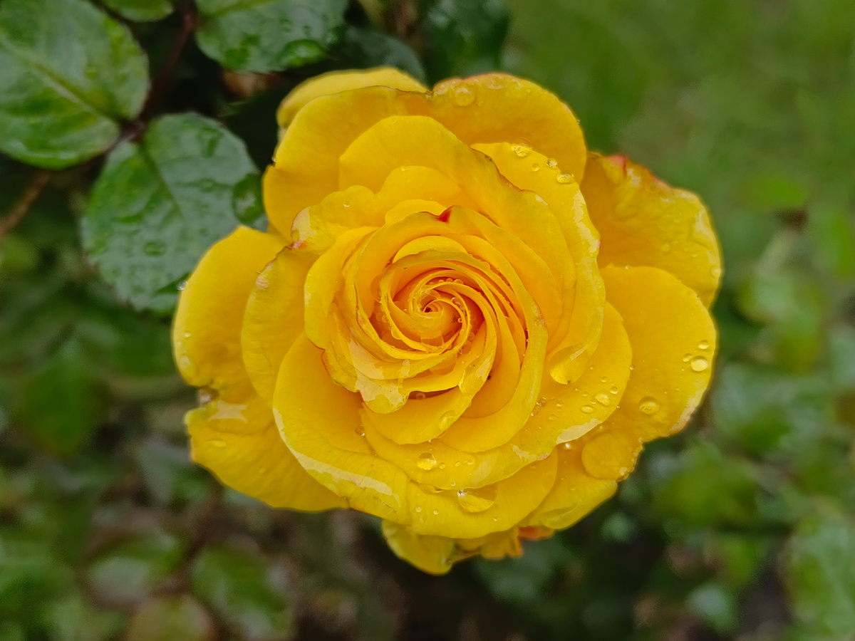 Адлер, ЖК Летняя резиденция, Роза, апрель 2026 года