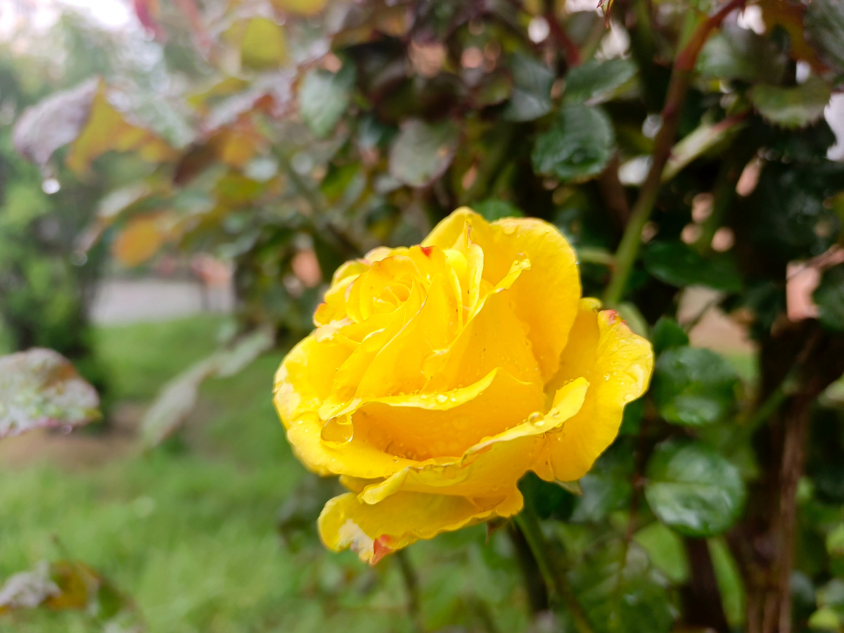 Адлер, ЖК Летняя резиденция, Роза, апрель 2026 года