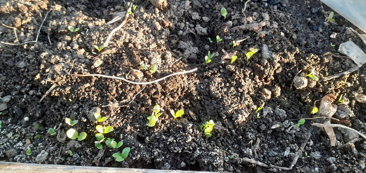 А ЭТО ПОДЗИМНИЙ ПОСЕВ САЛАТА.