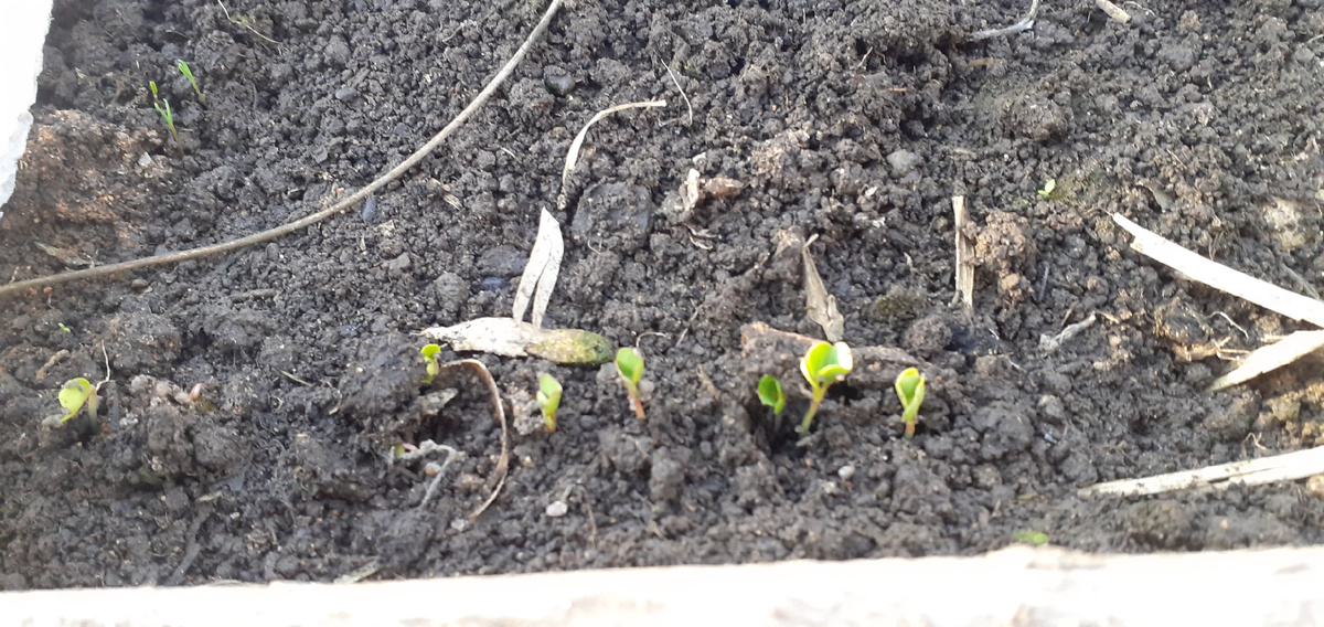 ВСЕ СЕМЕНА В РЯДКЕ"ФРАНЦУЗСКОГО ЗАВТРАКА"ВЗОШЛИ КАК ОДИН.