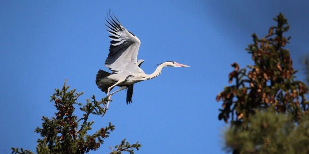 В ижевский парк Кирова вернулись с зимовки серые цапли