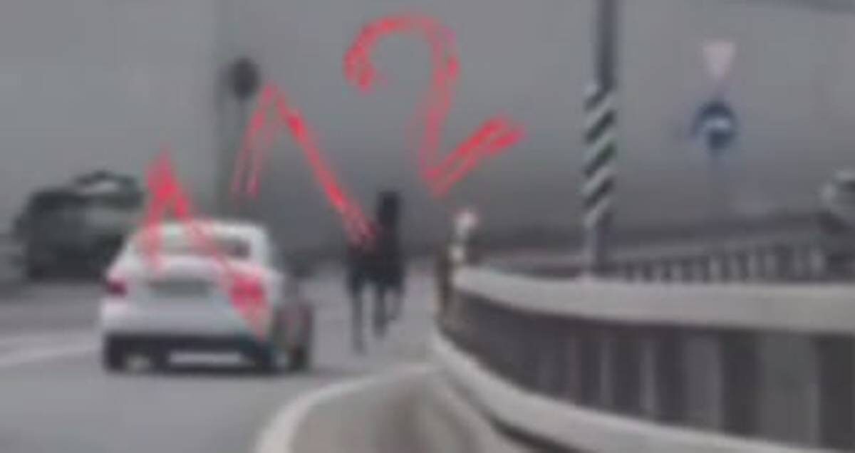    Фото: скриншот видео / 112 / Telegram