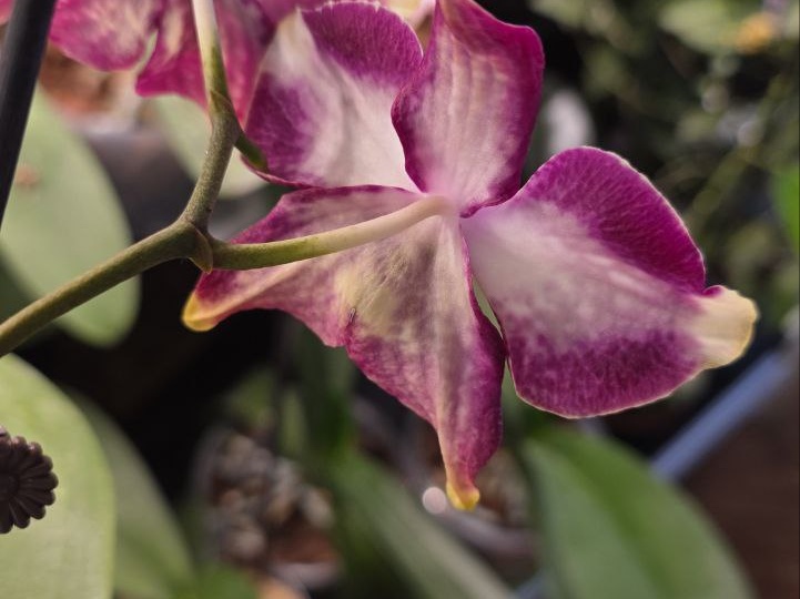 Виктори Стар