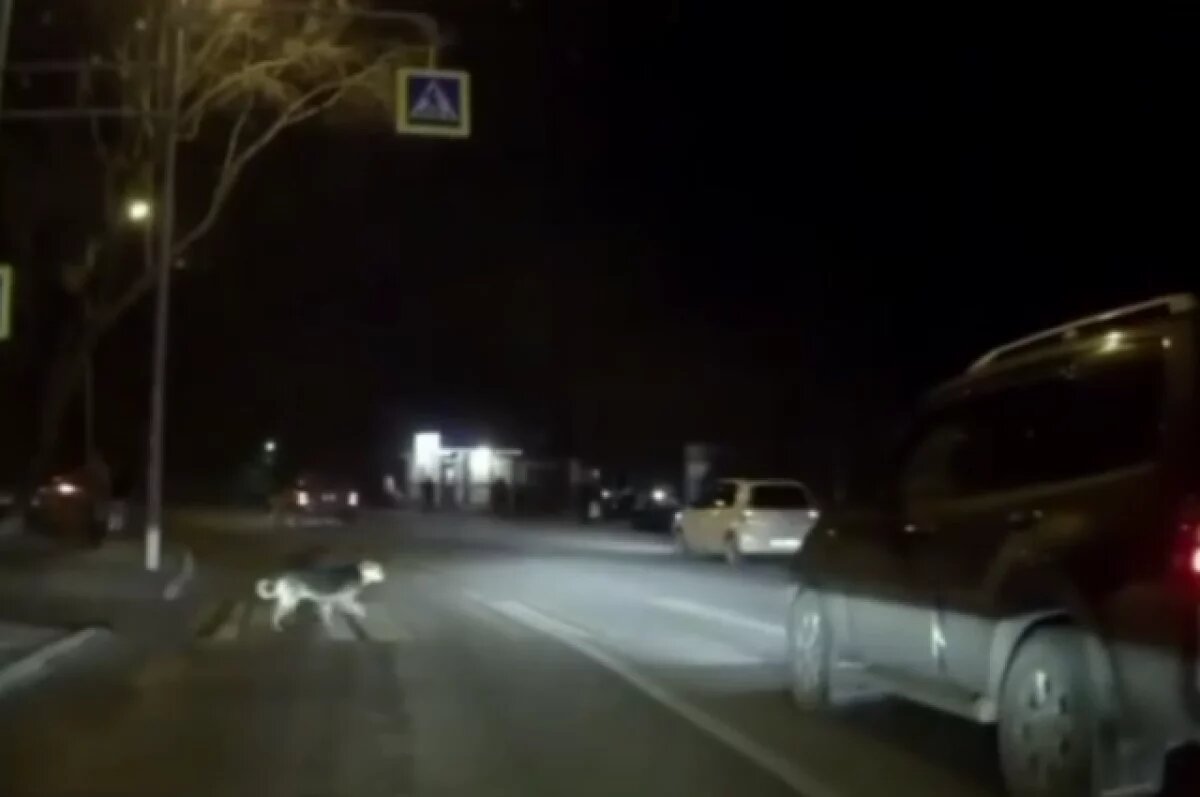    Появилось видео, как собака в Иркутске перешла дорогу, соблюдая все правила