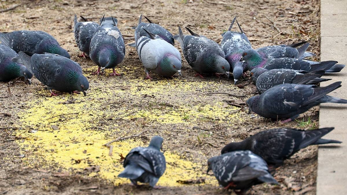 Штраф в 5000 рублей за кормление голубей во дворе: разбираем неожиданные последствия для горожан
