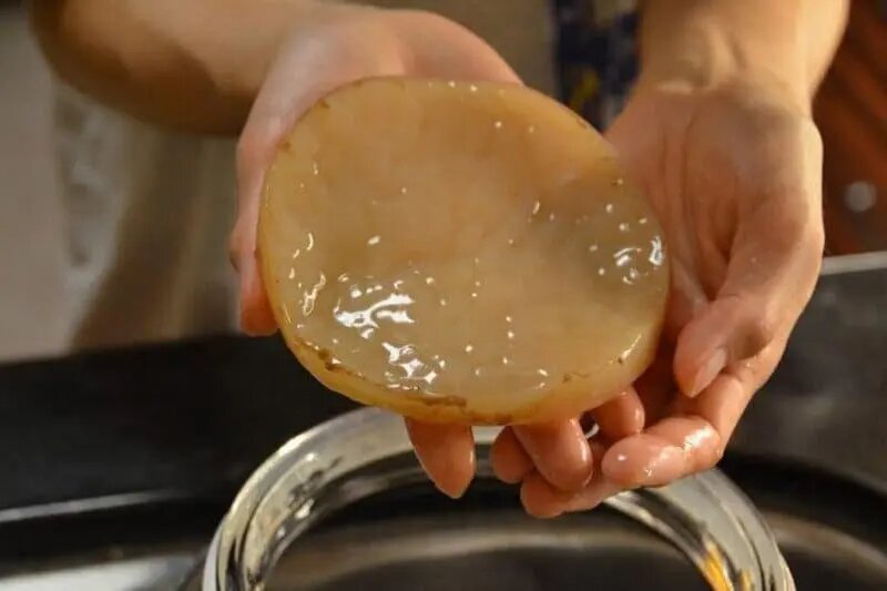 Многослойная колония микроорганизмов, создающая комбучу