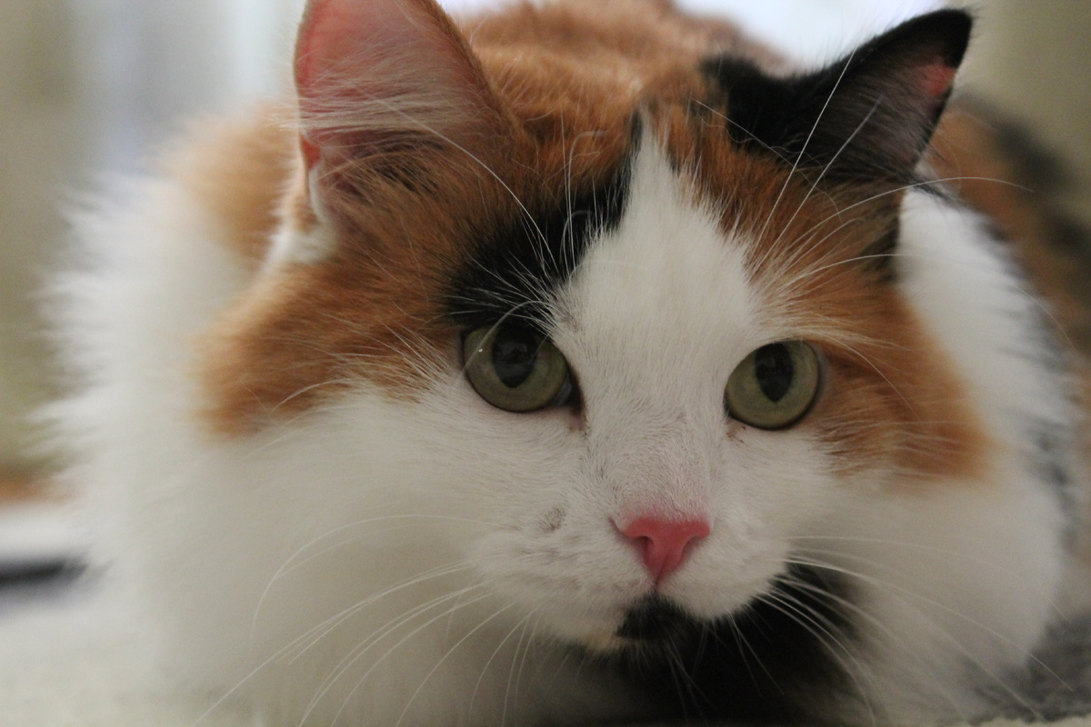 Мусия. Фото автора