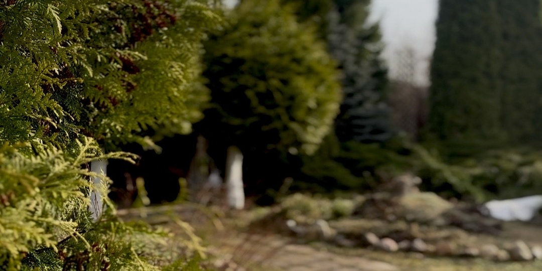 🚫 Не совершайте эту ошибку! Спасаем хвойные весной