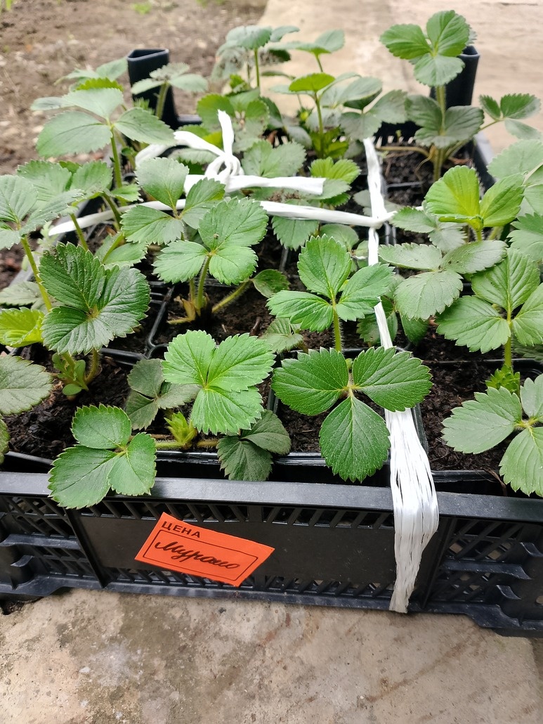 Целый ящик клубники🍓🍓🍓